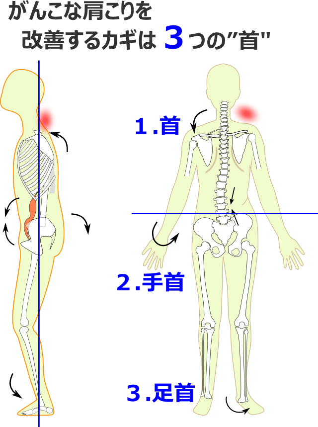 がんこな肩こりを改善するカギは３つの首